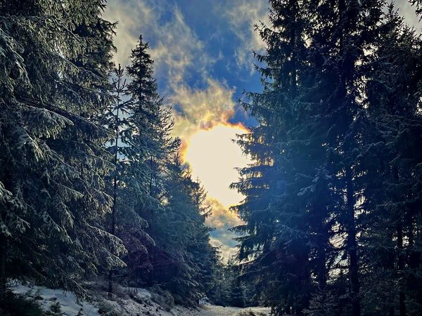 Hohe Fichten im Winter, die Sonne scheint durch die Wolken