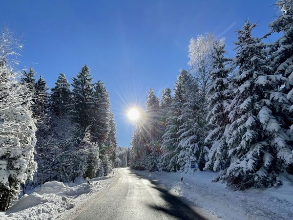 Geräumte Straße durch verschneiten Fichtenwald bei tief stehender Sonne