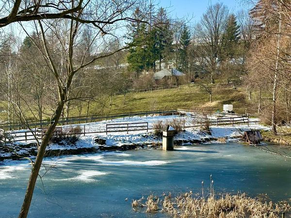 Teich mit Schilf und Schneeresten an einem sonnigen Tag im Spätwinter