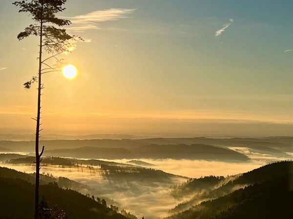 Einzelne hohe Kiefer bei tief stehender Sonne über nebligen Tälern