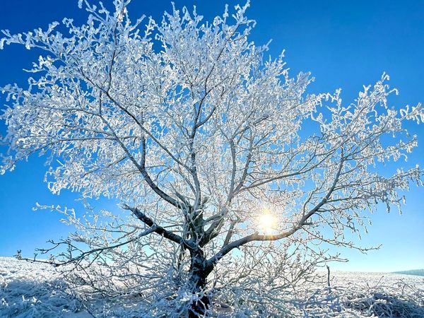 Mit Raureif überzogener Baum vor tiefblauem Himmel, die Sonne scheint durch die Äste
