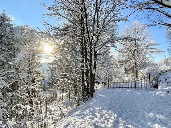Verschneiter Weg zwischen Bäumen mit Raureif, Sonne und schmiedeeisernem Tor