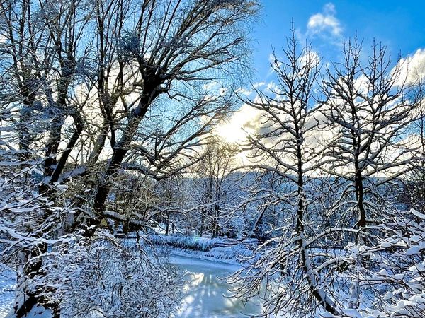 Verschneite Bäume an einem zugefrorenen Teich bei Sonnenschein